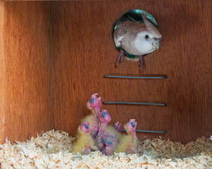 A male cockatiel entering its nest to feed its hungry chicks. © YK
