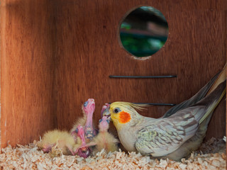 Cockatiel feeding its chicks inside a nest box © YK
