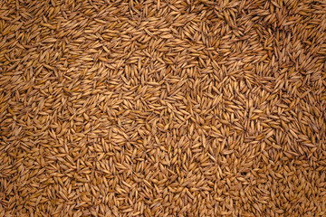 Barley Grain Seed Full Frame