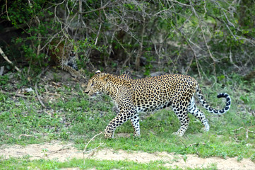 Leopard