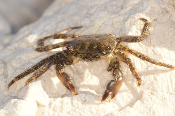 Marbled Rock Crab, Crab