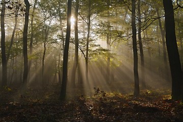 Fototapeta premium Forest with light rays