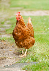 Braunes Huhn läuft auf einem grün bewachsenen Weg