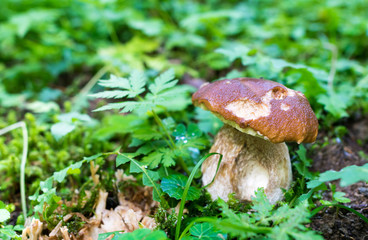 Boletus in the woods, Italy