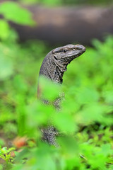 Varan