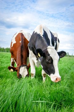 Zwei h&uuml;bsche Milchk&uuml;he grasen auf einer gr&uuml;nen Fr&uuml;hlingswiese
