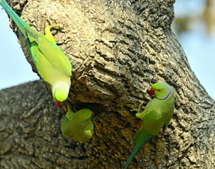 green parrot