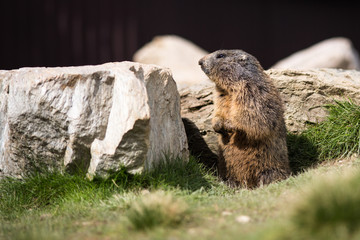 Funny marmot