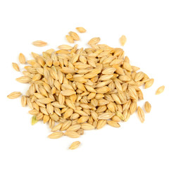 Barley Grains Isolated on White Background