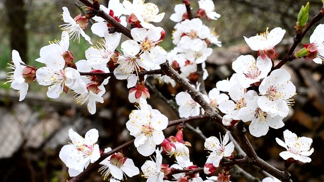 Blooming apricot tree branch with many beautiful white flowers