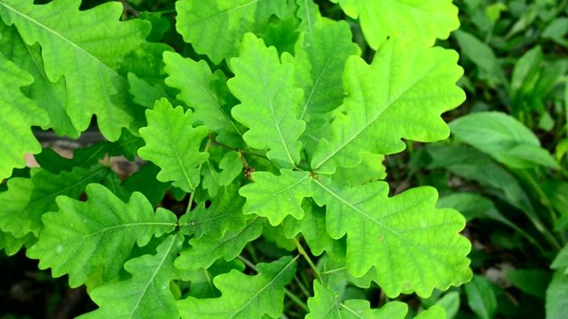 Vibrant green leaves of English oak sway gently blown by wind 