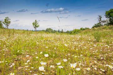 Blumenwiese