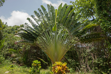 Baum der Reisenden, Ravenala madagascariensis