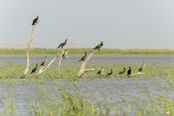Kormorane (Phalacrocorax carbo) pausieren auf einem Baumstumpf im rumänischen Donaudelta