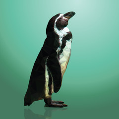 Penguin polygon design isolated on blue background