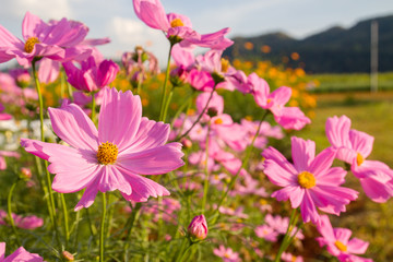Fototapeta premium Pink cosmos flower in garden
