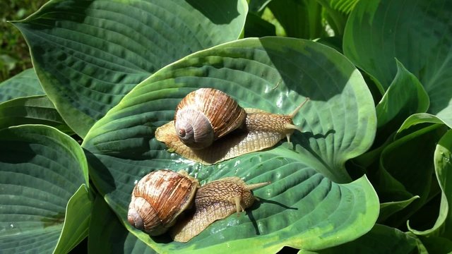 two big snails on a hosta leaf