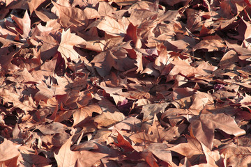 the colors of autum