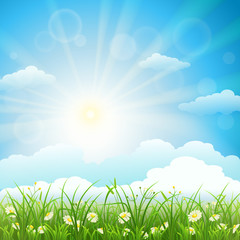 Obraz premium Summer meadow background