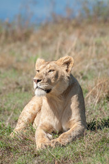 Lioness resting on hill inside Ngorongoro Crater
