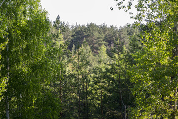 Summer forest. Morning.