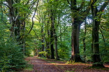Obraz premium Nice quiet path in the forest with beech trees