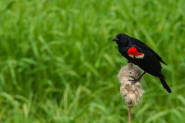 Red-winged Blackbird