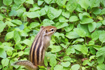 シマリス - Chipmunk