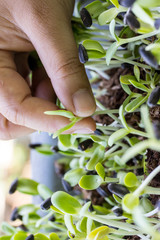Hand pulling seedlings of plants.