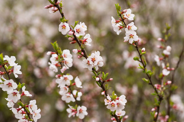 Cherry blossoms. Selective focus.