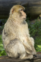 monkey posing for a portrait