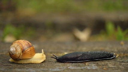 Snail Pomatia, snail met on the road a naked snail © janmiko