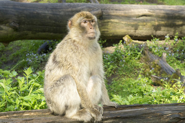monkey posing for a portrait