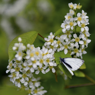 White spring blossoms, black cherry blossom with white butterfly