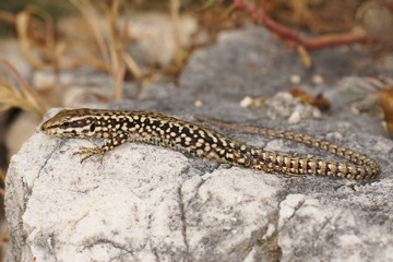Common Wall Lizard