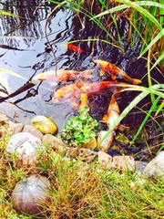 Koi's im Gartenteich