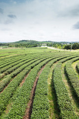 Tea farm, Chiang Rai Thailand