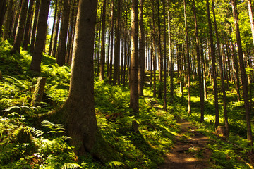 Obraz premium Waldlandschaft