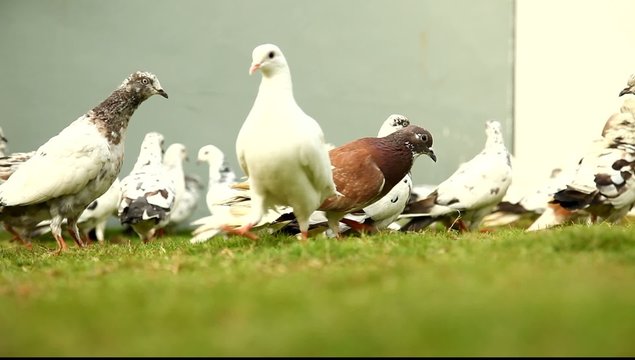 Pigeons in the lawn