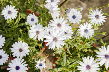 Fototapeta premium White daisy flowers