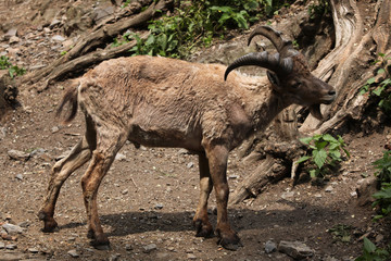 West Caucasian tur (Capra caucasica)