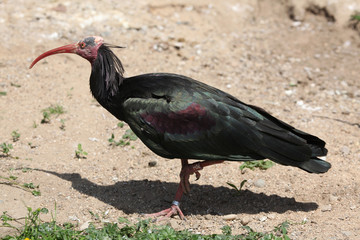 Northern bald ibis (Geronticus eremita)