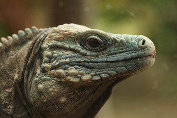 Blue iguana (Cyclura lewisi)