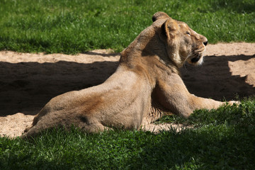 Asiatic lion (Panthera leo persica)