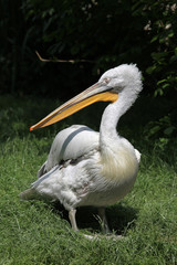Dalmatian pelican (Pelecanus crispus)