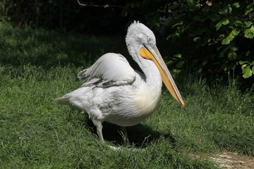 Dalmatian pelican (Pelecanus crispus)