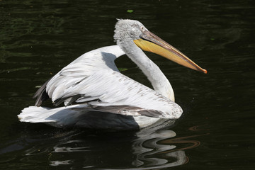 Dalmatian pelican (Pelecanus crispus)