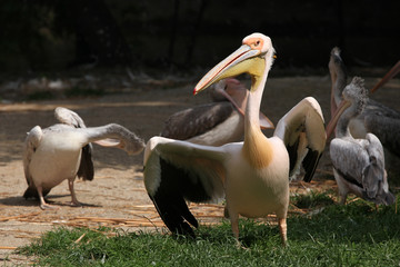 Obraz premium Great white pelican (Pelecanus onocrotalus)
