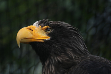 Steller's sea eagle (Haliaeetus pelagicus)