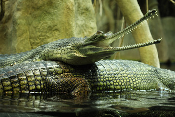 Gharial (Gavialis gangeticus)